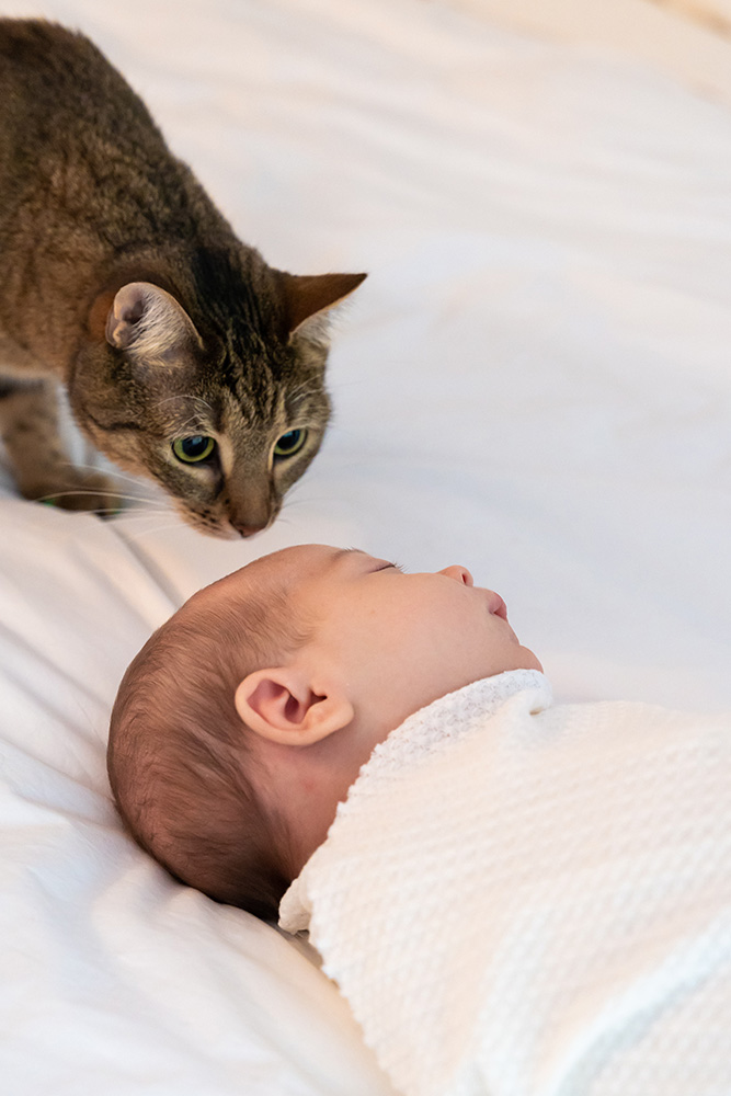 Cat carefully sniffing at sleeping newborn baby's head