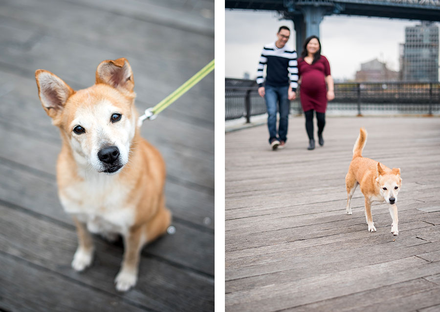 two photographies of parents-to-be with their dog
