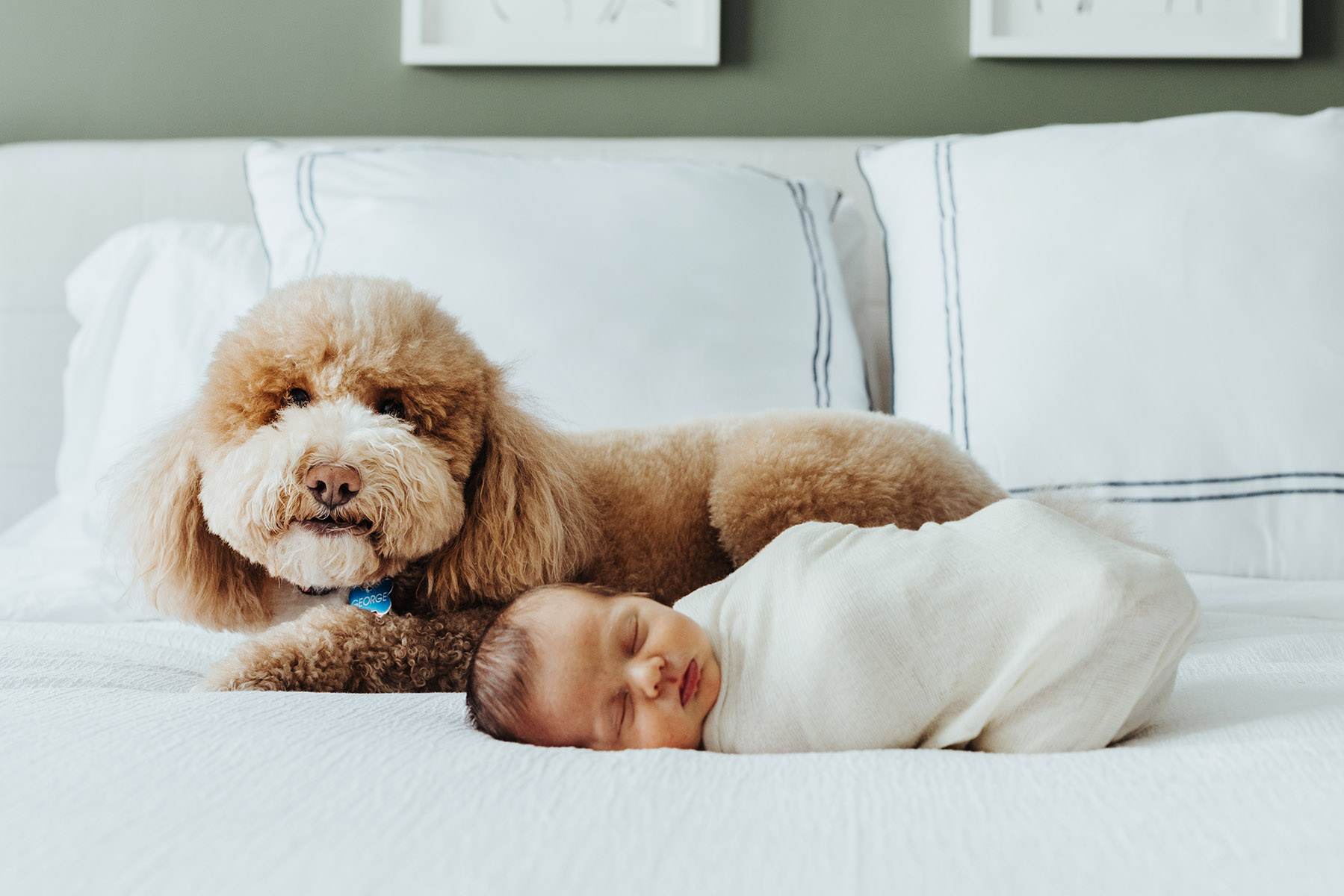 portrait of sleeping newborn and dog laying in bed