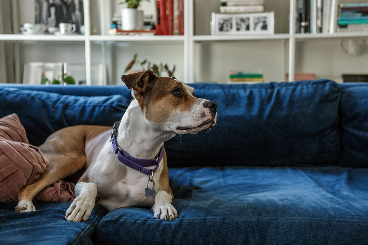 dog on blue couch