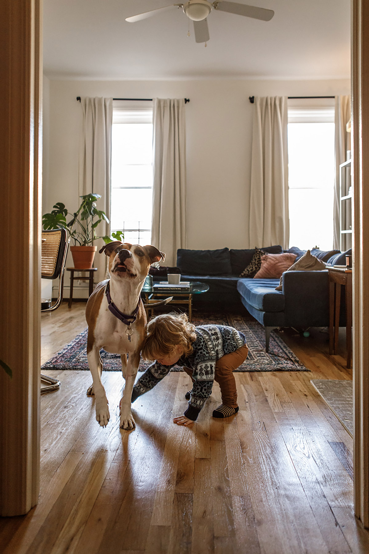 boy and dog playing in brooklyn house