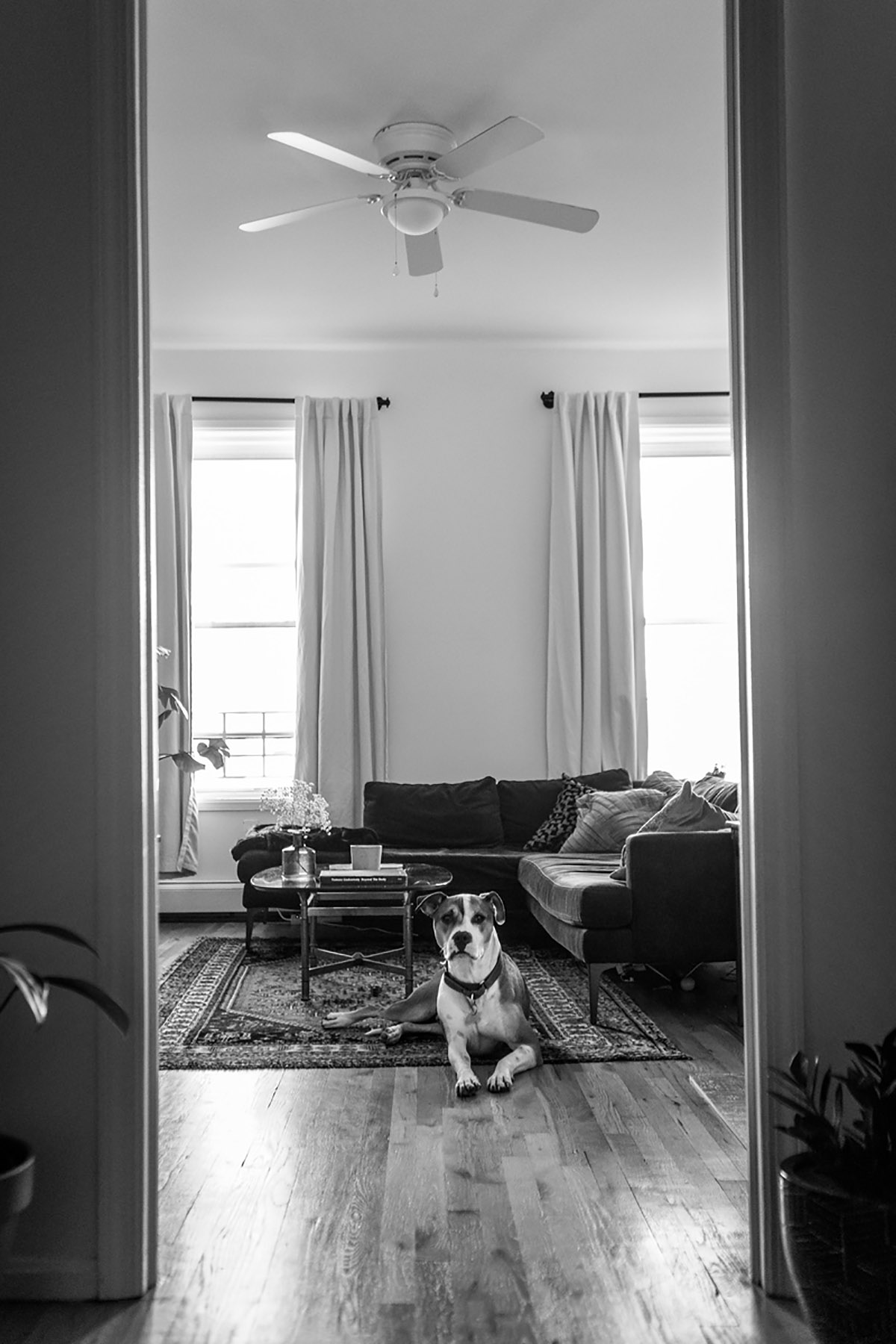 BW dog laying on the floor in the living room looking to the camera