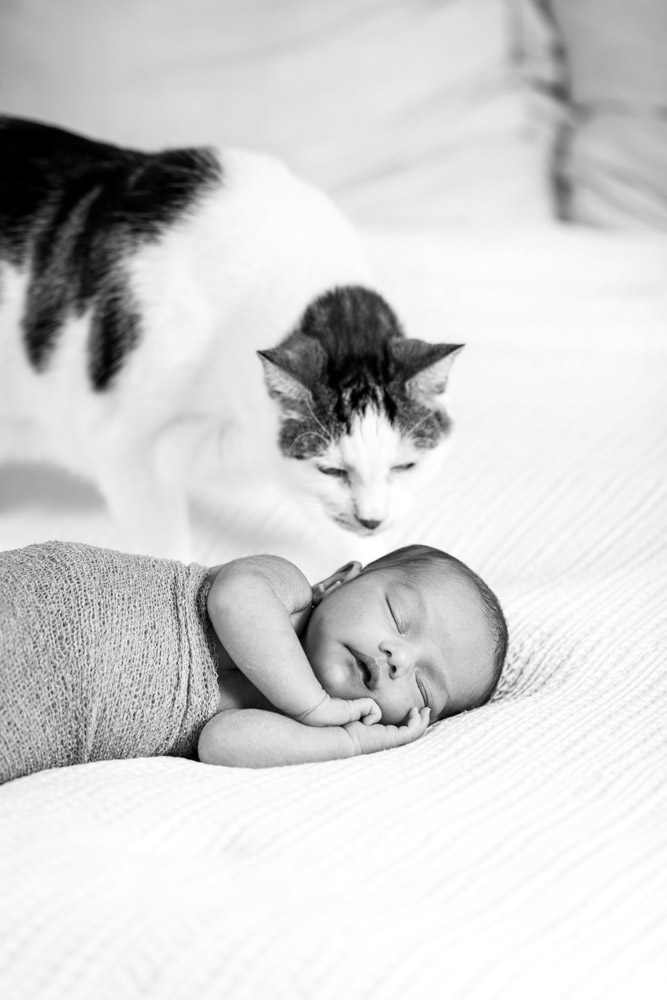 black and white photo of newborn wrapped up in a blanket sleeping on its side with hand tucked under the chin lying on a white blanket while cat is looking at him from behind