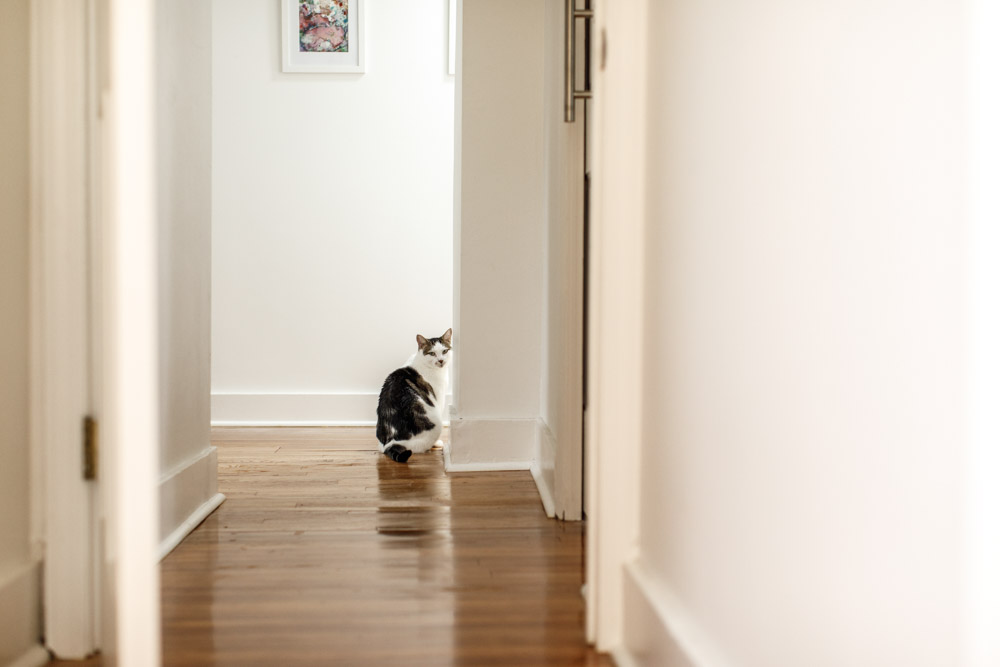 white and grey colored cat sitting in the hallway looking over its shoulder at the camera