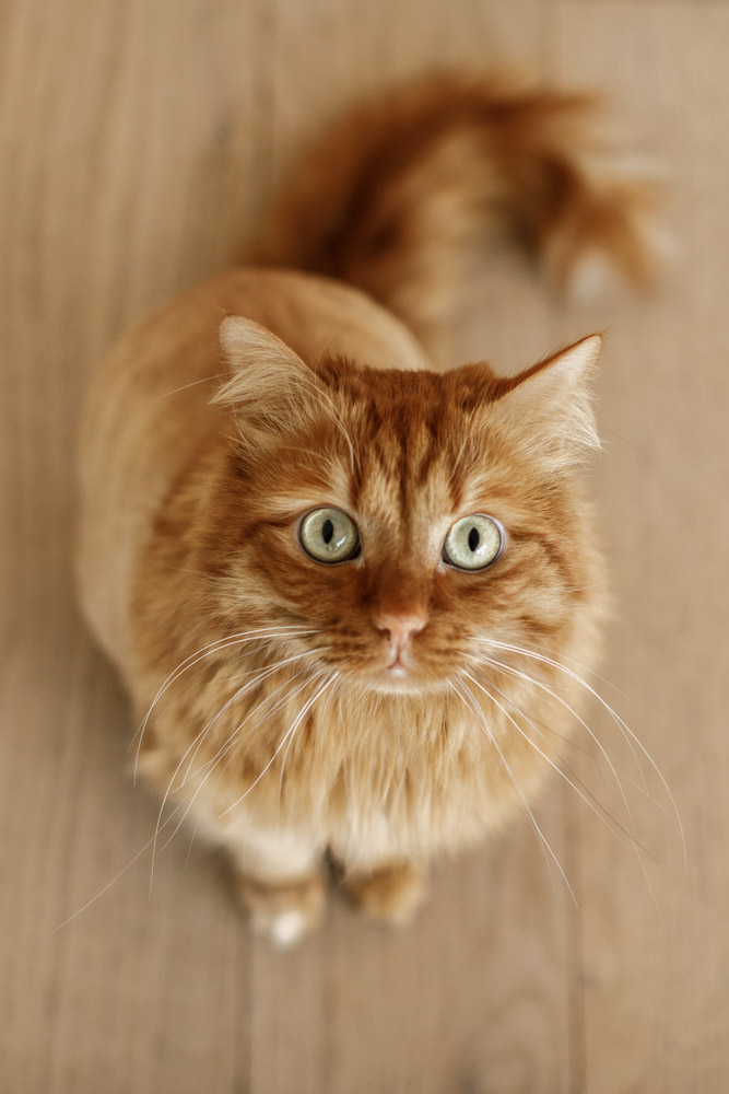 beautiful brown cat with green eyes sitting on the floor looking straight up at the camera