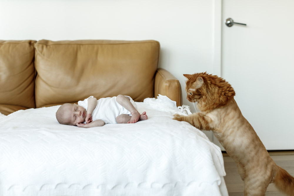 sleeping newborn wearing a white onesie lying on its side on a brown couch with a white blanket while beautiful brown cat has its front legs up on the couch looking at the baby