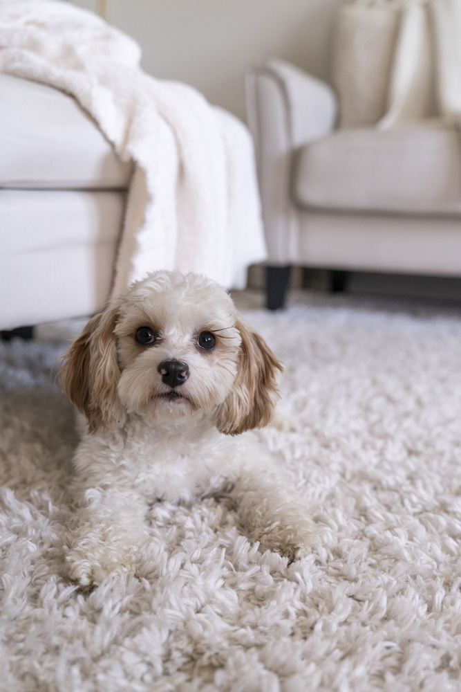cute little dog with white fur laying on the carpet looking at the camera