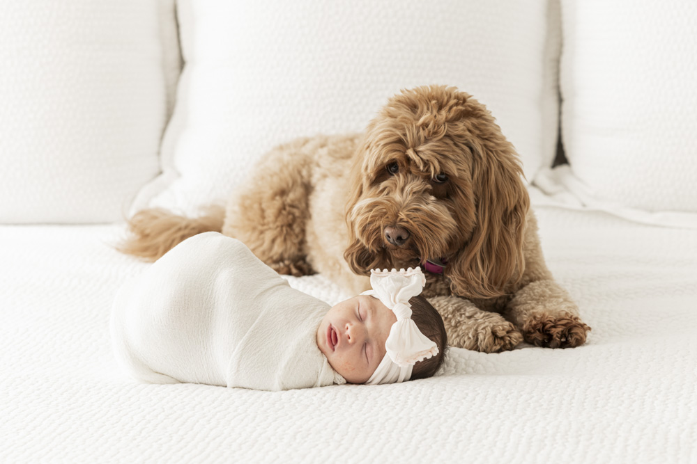 Baby Photography, sleeping newborn swaddled in a white blanket wearing a headband with a big bow is lying on the bed next to their beautiful brown dog